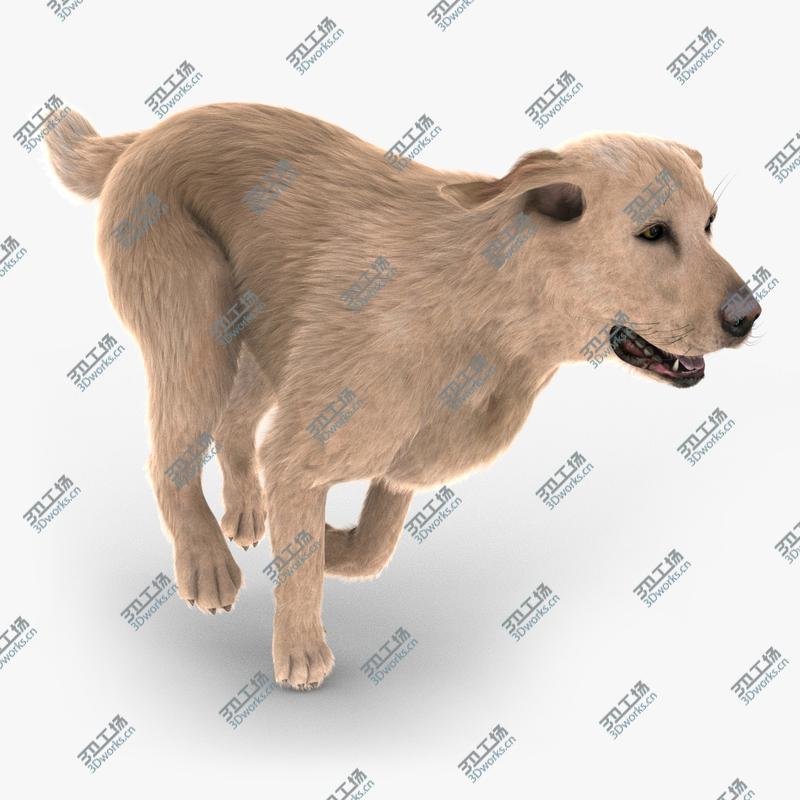 images/goods_img/202104022/Labrador Retriever (FUR)/1.jpg